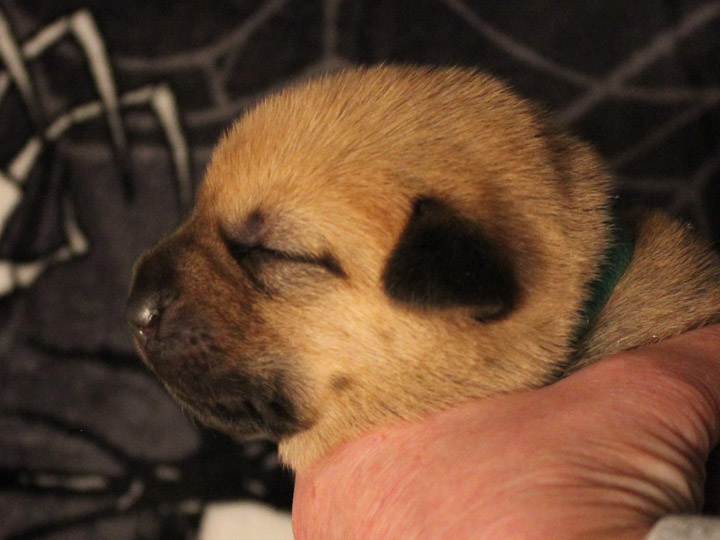 chinook puppy